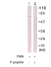Western blot - Anti-Raf1 (phospho S296) antibody (AB60985)