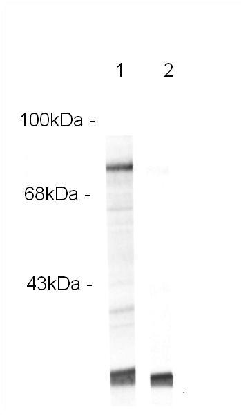 Western blot - Anti-Raf1 (phospho S301) antibody (AB30570), expandable thumbnail