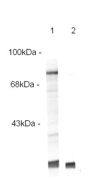Western blot - Anti-Raf1 (phospho S301) antibody (AB30570)