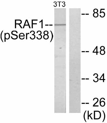 Western blot - Anti-Raf1 (phospho S338) antibody (AB51042)