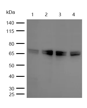 Western blot - Anti-Raf1 (phospho S43) antibody [SR2182] (AB326656)