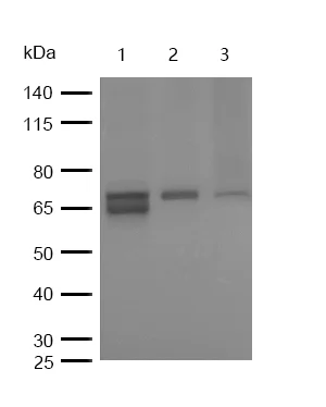 Western blot - Anti-Raf1 (phospho S43) antibody [SR2182] (AB326656)