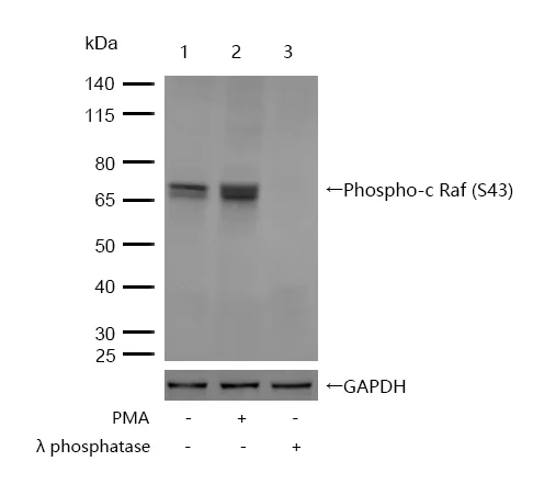Western blot - Anti-Raf1 (phospho S43) antibody [SR2182] (AB326656)