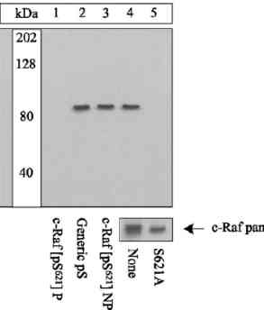 Western blot - Anti-Raf1 (phospho S621) antibody (AB4767)