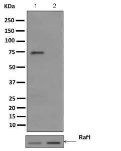 Western blot - Anti-Raf1 (phospho S621) antibody [EPR1521(2)] - BSA and Azide free (AB249306)