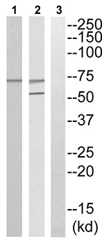Western blot - Anti-Raf1 (phospho S642) antibody (AB192664)