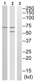 Western blot - Anti-Raf1 (phospho S642) antibody (AB192664)