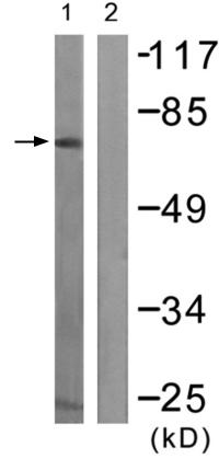 Western blot - Anti-Raf1 (phospho Y341) antibody (AB59223)