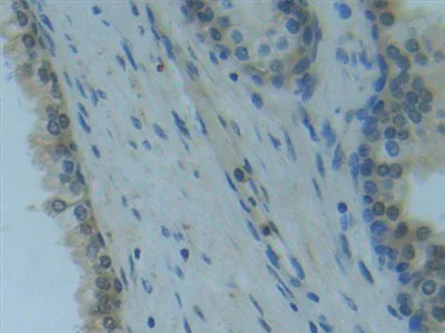 Immunohistochemistry (Formalin/PFA-fixed paraffin-embedded sections) - Anti-Raftlin antibody (AB233438)