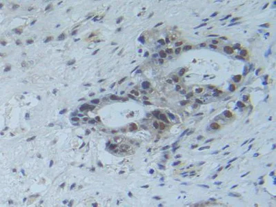 Immunohistochemistry (Formalin/PFA-fixed paraffin-embedded sections) - Anti-Raftlin antibody (AB233438)