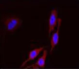 Immunocytochemistry/ Immunofluorescence - Anti-Rag A antibody (AB128196)