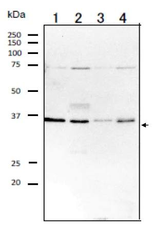 Western blot - Anti-Rag A antibody (AB128196)