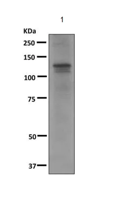 Western blot - Anti-RAG1 antibody [EPRAGR1] - BSA and Azide free (AB249726)