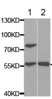 Western blot - Anti-RAG2 antibody (AB189835)