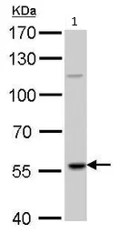 Western blot - Anti-RAG2 antibody (AB95955)