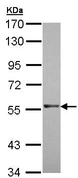 Western blot - Anti-RAG2 antibody (AB95955)