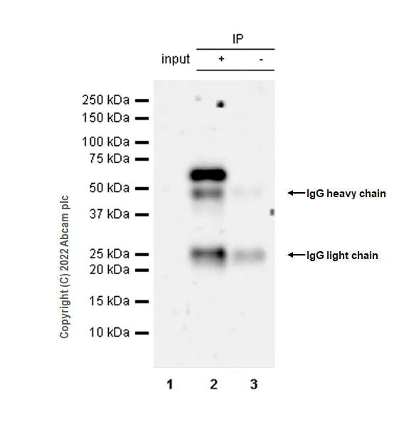 Immunoprecipitation - Anti-RAG2 antibody [EPR24314-42] (BSA and Azide free) (AB300418)