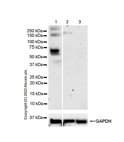 Western blot - Anti-RAG2 antibody [EPR24314-42] (BSA and Azide free) (AB300418)