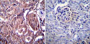 Immunohistochemistry (Formalin/PFA-fixed paraffin-embedded sections) - Anti-RAGE antibody (AB3611)