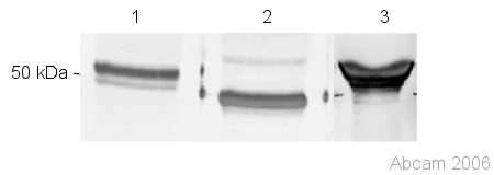 Western blot - Anti-RAGE antibody (AB37647)