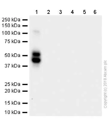 Western blot - Anti-RAGE antibody [EPR12205] (AB181369)
