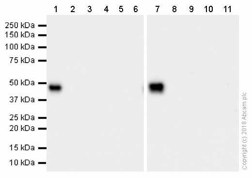 Western blot - Anti-RAGE antibody [EPR12206] - BSA and Azide free (AB249692), expandable thumbnail