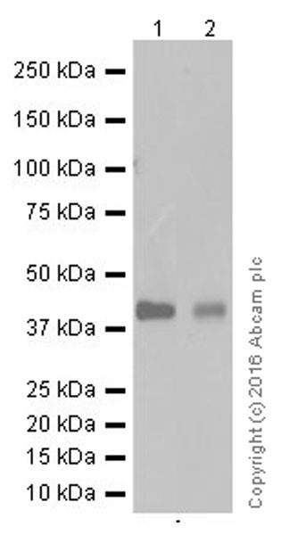 Western blot - Anti-RAGE antibody [EPR16849-75] (AB181293)