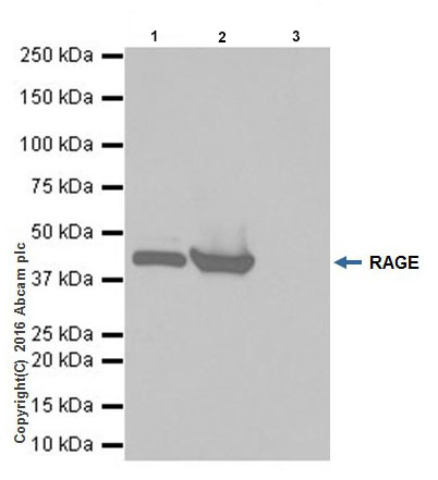 Immunoprecipitation - Anti-RAGE antibody [EPR16849-75] - Low endotoxin, Azide free (AB225533)