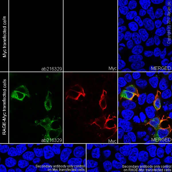 Immunocytochemistry/ Immunofluorescence - Anti-RAGE antibody [EPR21171] (AB216329)