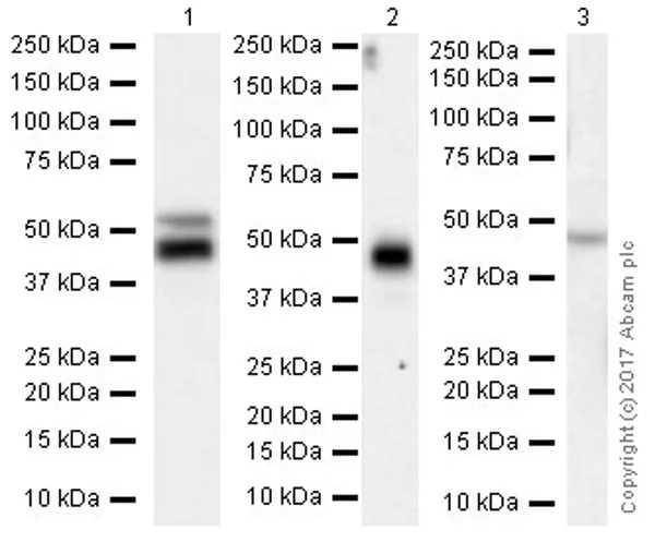 Western blot - Anti-RAGE antibody [EPR21171] - BSA and Azide free (AB228861)