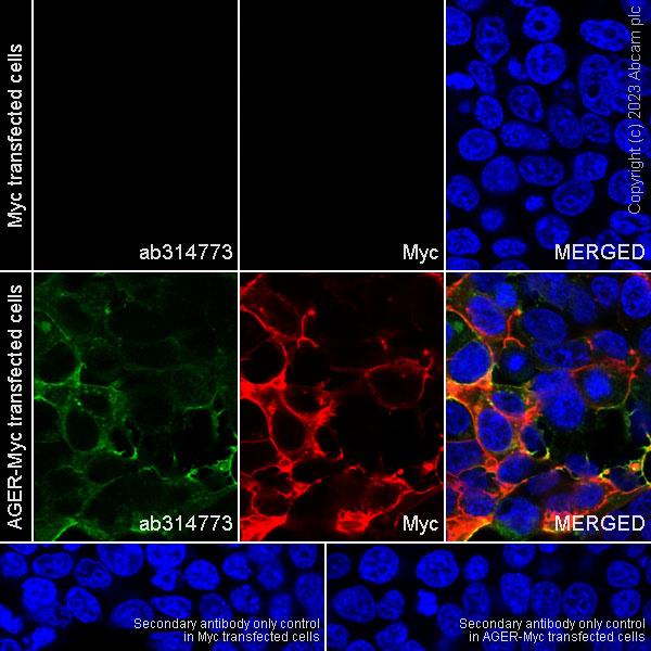 Immunocytochemistry/ Immunofluorescence - Anti-RAGE antibody [RM1078] (ab314773), expandable thumbnail