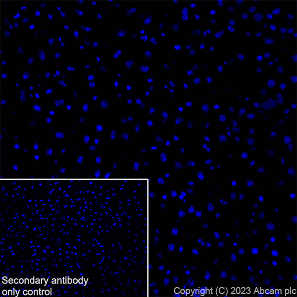 Immunohistochemistry (Frozen sections) - Anti-RAGE antibody [RM1078] (ab314773), expandable thumbnail
