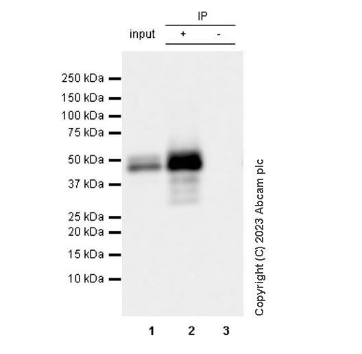 Immunoprecipitation - Anti-RAGE antibody [RM1078] (ab314773), expandable thumbnail