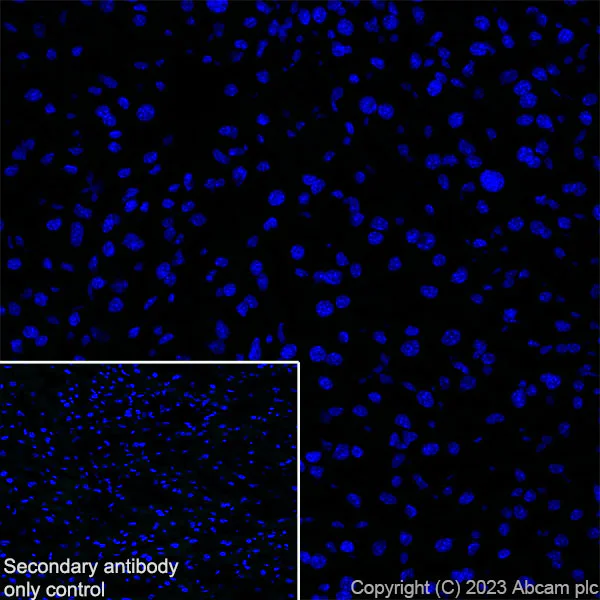 Immunohistochemistry (Frozen sections) - Anti-RAGE antibody [RM1078] - BSA and Azide free (AB314774)