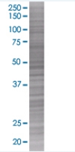 RAGE overexpression 293T lysate (whole cell)