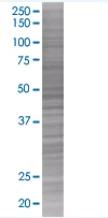 SDS-PAGE - RAGE overexpression 293T lysate (whole cell) (AB94079)