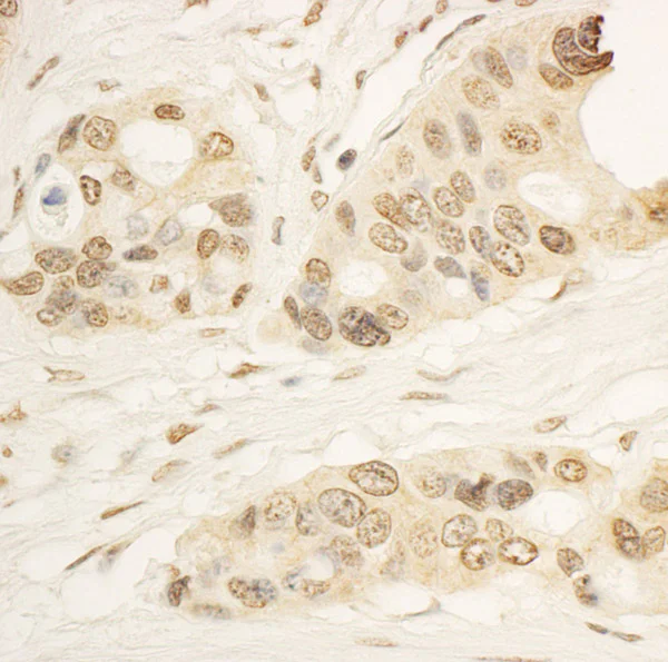 Immunohistochemistry (Formalin/PFA-fixed paraffin-embedded sections) - Anti-RAI1 antibody (AB86599)