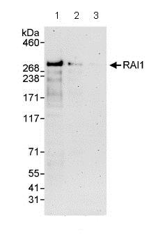 Western blot - Anti-RAI1 antibody (AB86599), expandable thumbnail