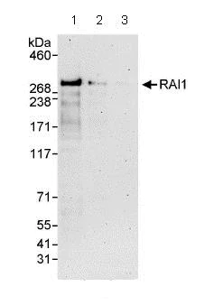 Western blot - Anti-RAI1 antibody (AB86599)