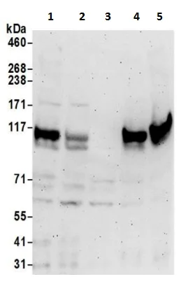 Western blot - Anti-RAI14 antibody (AB241499)