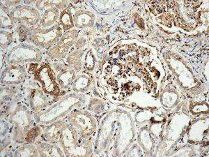 Immunohistochemistry (Formalin/PFA-fixed paraffin-embedded sections) - Anti-RAI14 antibody [EPR8518] (AB137118), expandable thumbnail