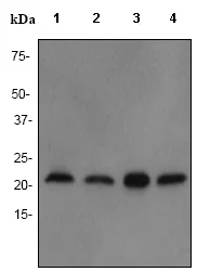 Western blot - Anti-RAIDD antibody [EPR1639] (AB76465)