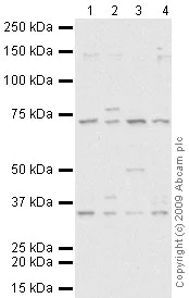 Western blot - Raji whole cell lysate (AB30124)