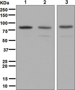Western blot - Anti-RALBP1 antibody [EPR6472] (AB133549), expandable thumbnail