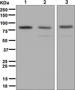 Western blot - Anti-RALBP1 antibody [EPR6472] (AB133549)