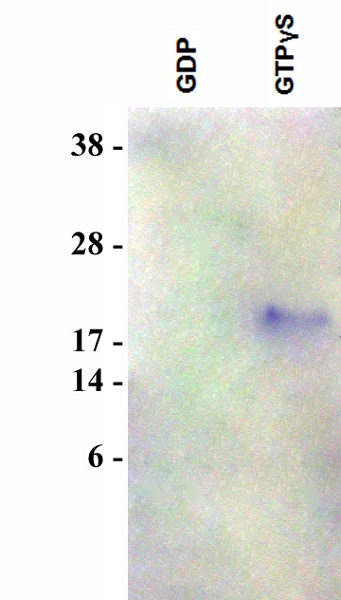 Functional Studies - RalGDS RBD Agarose Beads (AB211179)