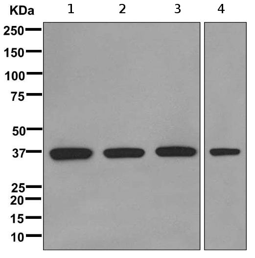 Western blot - Anti-RALY antibody [EPR10121] (AB170105)
