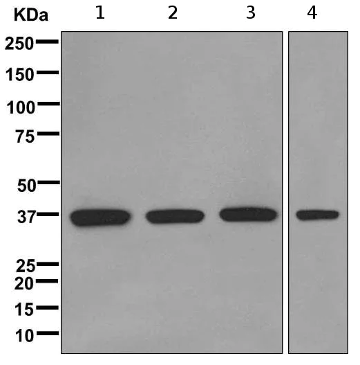 Western blot - Anti-RALY antibody [EPR10121] (AB170105)