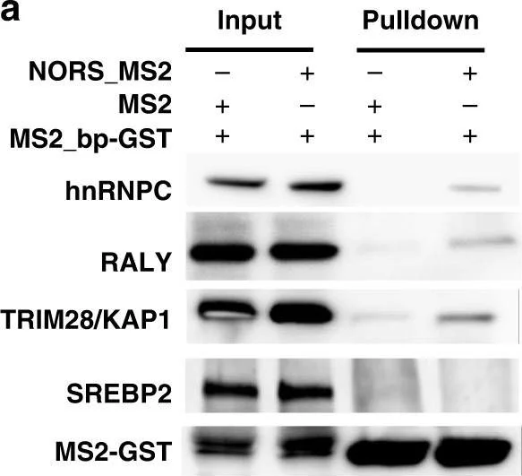 Western blot - Anti-RALY antibody [EPR10121] (AB170105)