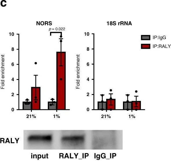 Western blot - Anti-RALY antibody [EPR10121] (AB170105)